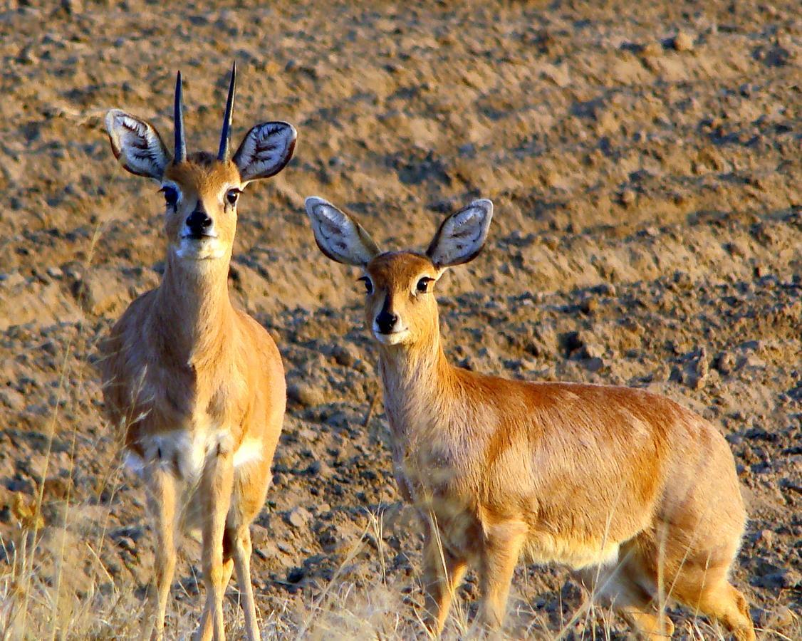 Amohela Ho Spitskop Country Retreat & Conservancy Фиксбург Екстериор снимка